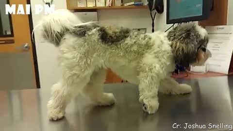 Funny Dogs Reaction To Vet 😆 You'll LAUGH more than you should!