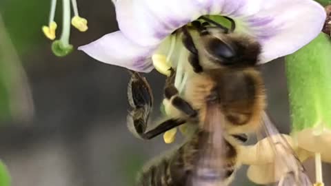 the best time for bees 6