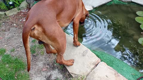 LIONHOUND PUP STEALS COCONUT WHILE LIONHOUND AVOIDS DRINKING GOLDFISH