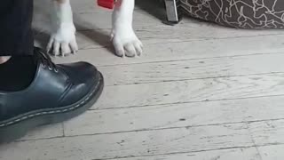 Dog faces himself in the mirror