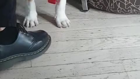 Dog faces himself in the mirror