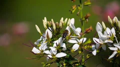 The beauty of a bee harvesting nectar