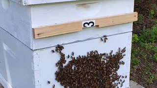 Honey Bees Bearding