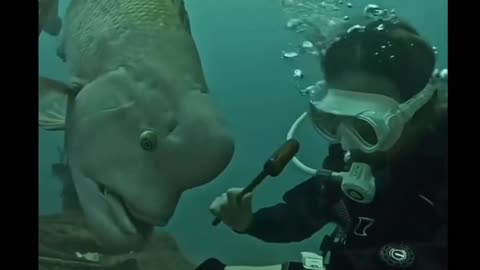 Feeding fish underwater