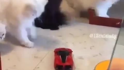 LoL Look What is The Reaction of Those Cat from Moving Car Toy