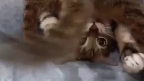 cat playing by it self