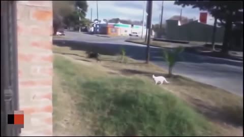 Compilation of Cats Attacking Dogs!