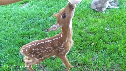Baby Deer (Fawn) Jumping & Hopping - Cutest Compilation subscribe