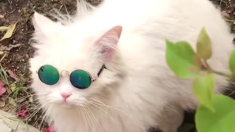 Cat and sunglasses
