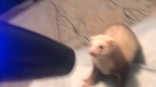 Ferret jumping at blow dryer