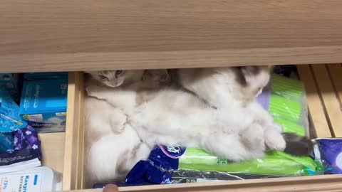 There's a cat in my drawer