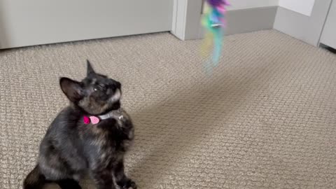 Precious Kitten Plays with New Toy!