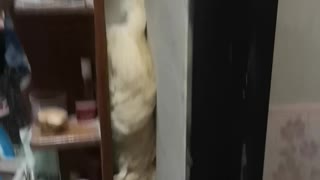 Smart Cat Slides Down from Shelf