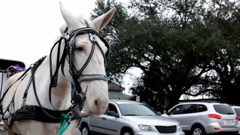 Carriage Horse Next to Street