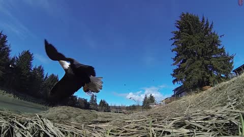 Caza de un águila en cámara lenta