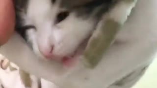 Funny and Cute Cat Videos #212
