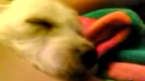 sleeping dog is scared of fart