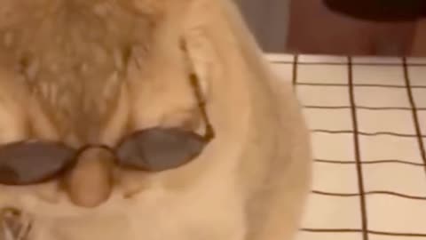 Smart Cat Wearing Glasses Cat Thug Life