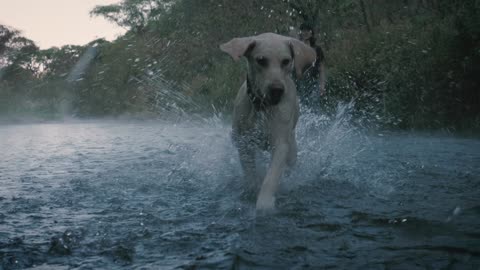 Canine and proprietor playing with a ball in a brook 2021