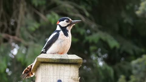 One of the most beautiful birds that live in the forest