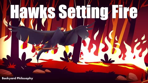 Hawks Setting Fire To Hunt