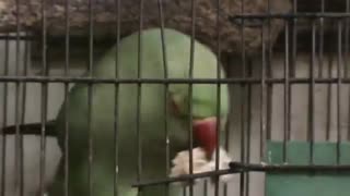 My green ring neck parrot called owner