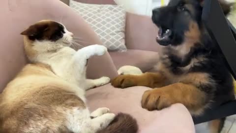 German Shepherd Puppy Demands Attention from Lazy Cat