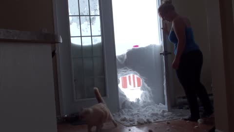 My cat jump through the snowbank