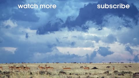 Crocodile Waits for Wildebeest in Rapids | BBC Earth