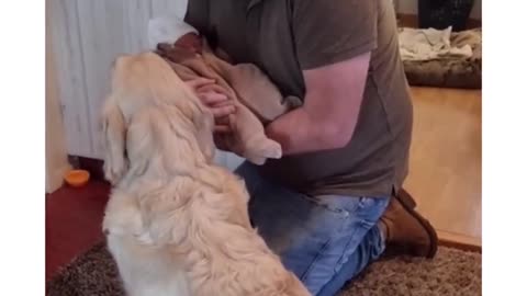 Dog Meets Baby for the First time!