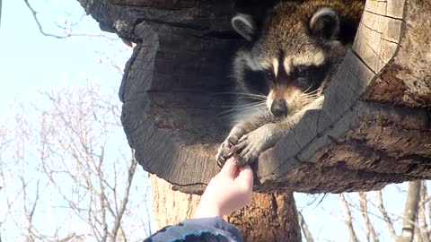 Small Raccoon Reaches Out To 'Steal' His Meal