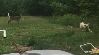 Doggo Playing with Deer in Backyard