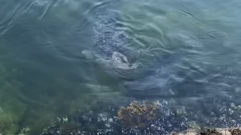 Swimming Seals Say Salutations
