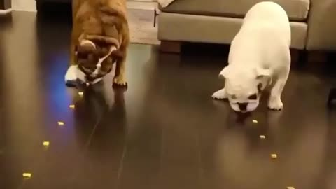 Dogs eating race in funny way 🤣