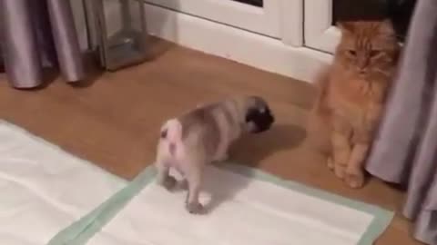 The cat is very helpless, it doesn't want to pay attention to this naughty little pug dog