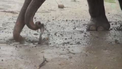 For An Elephant, Rain Is A Celebratory Moment!