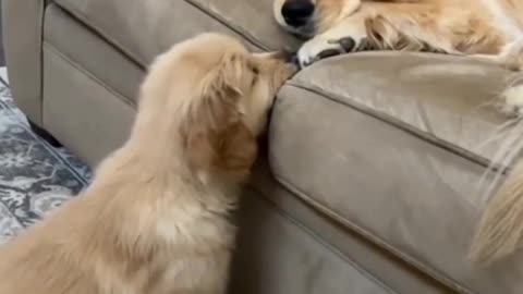 Cute funny dog movement with his mother