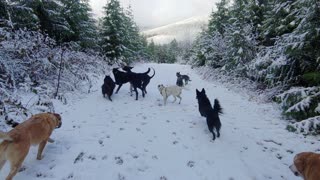 Excited Doggies Have a Blast on Snow Days