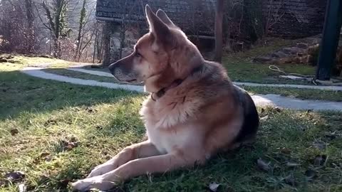 German shephard/dog breeds