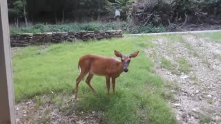 Woman wakes up to feed deer on front lawn