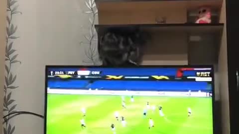 So stubborn cat Destroys My TV set|Funny cat