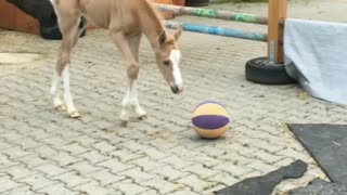 Foal adorably discovers and plays with basketball