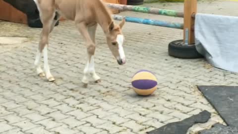 Foal adorably discovers and plays with basketball