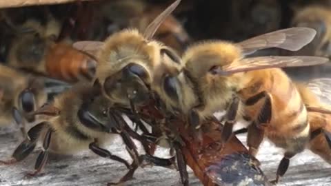 Bees Band Together to Help Friend in Need