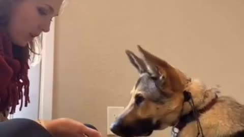 Smart Dog Training Video 🐶 | Dog Training Tricks 🐕 | Dog Training 🐾