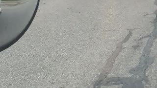 Seagulls having Breakfast and holding up traffic at the Walmart