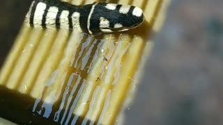 Florida alligator in a drain