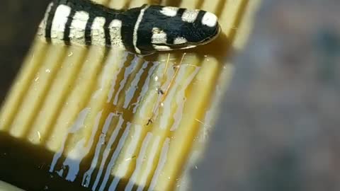 Florida alligator in a drain