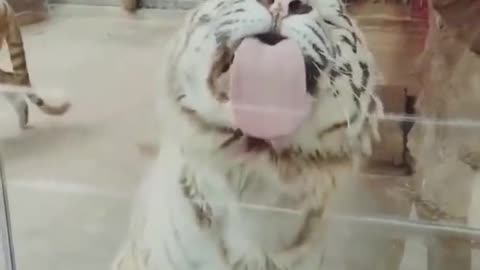 Funny animal video and entertainment