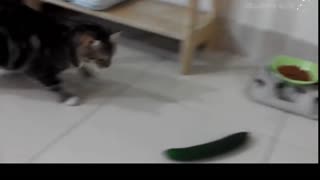 Cats and Cucumbers!!! lolololololo